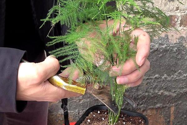 怎么修剪文竹，多进行打顶摘心工作