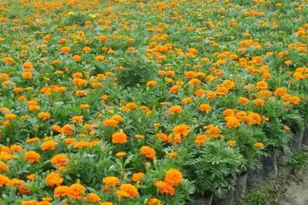 孔雀草是一年生还是多年生，是一年生的