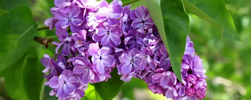 丁香花的特点，枝叶茂盛且花团锦簇