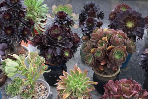 法师一碰就掉新叶子怎么回事，可能是光照过强或积水过多等