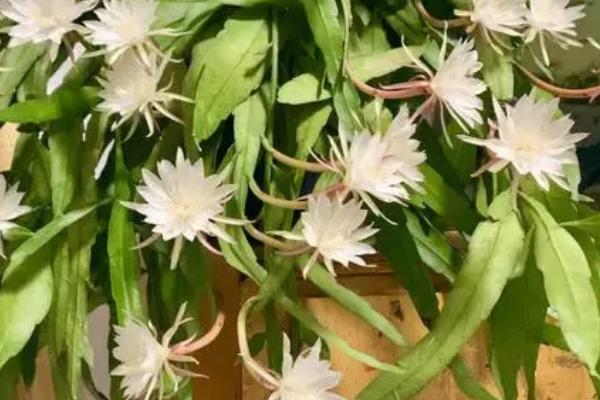 昙花一年能开几次，一年能开放2-3次