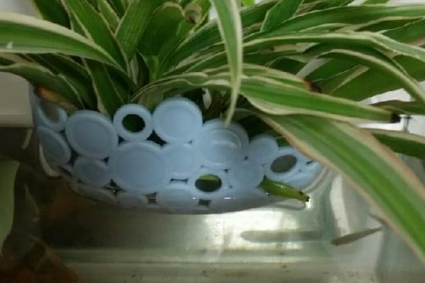 吊兰可以整个泡鱼缸里养吗，不可以整个泡鱼缸里养