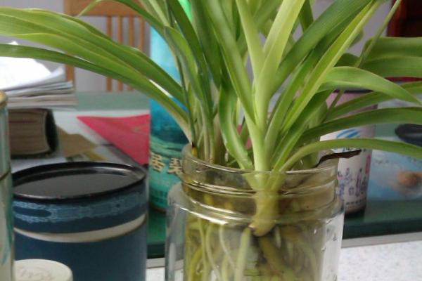 吊兰可以整个泡鱼缸里养吗，不可以整个泡鱼缸里养