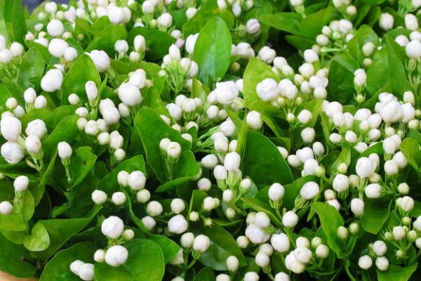 茉莉的养殖方法，4-5月每隔2-3天为其浇一次水