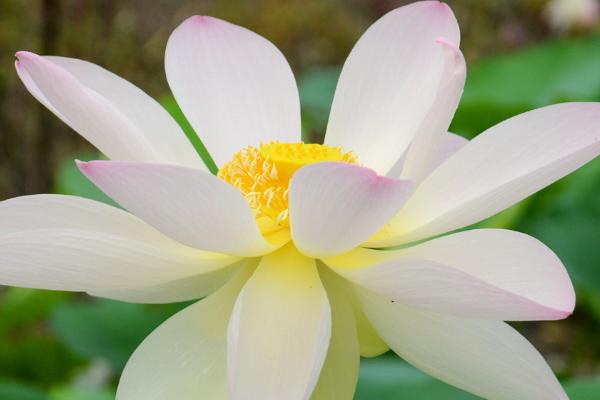 荷花的种类，种类较多花色不一