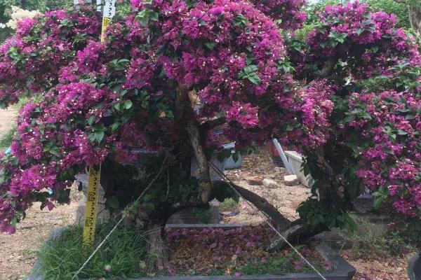三角梅老桩的栽种方法，在春季4月份和秋季9月份栽种为佳