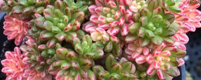 小人祭叶子包起来怎么办，先要找准原因再治理