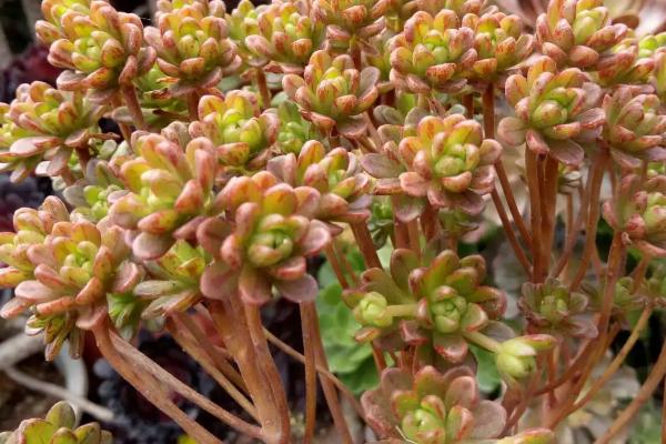 小人祭叶子包起来怎么办，先要找准原因再治理