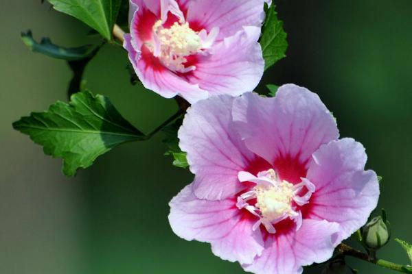 木槿花冬天怎么养护，适合在阳光充足的地方生长