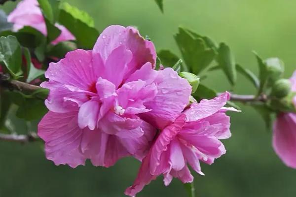 木槿花冬天怎么养护，适合在阳光充足的地方生长