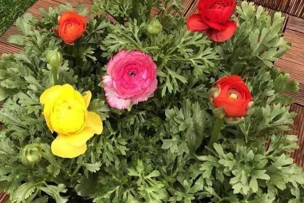 盆栽芹叶牡丹的养殖方法，在定植前施入足够的底肥