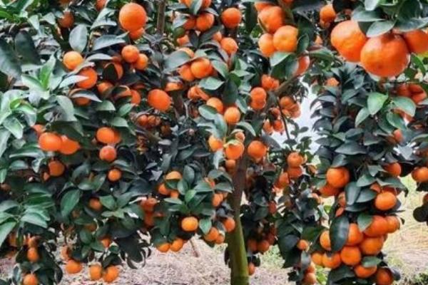 沙糖桔树的寿命，在15-20年之间