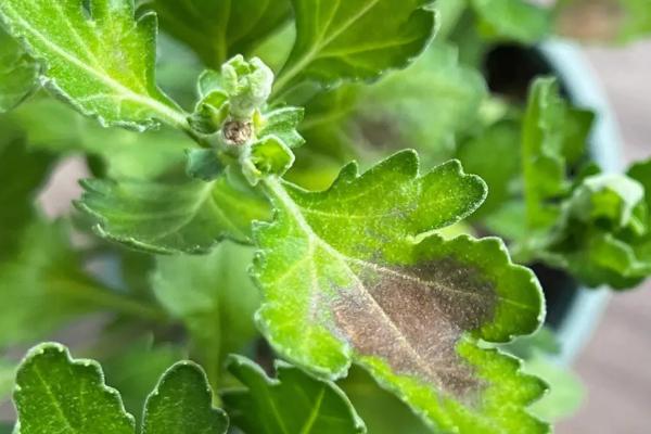 菊花叶子发黄干枯的原因，浇水或施肥不当均会导致