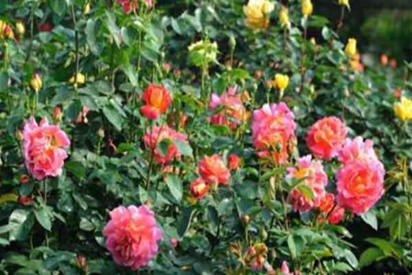 夏季月季花的养殖方法，需每天早晚为植株浇灌水分