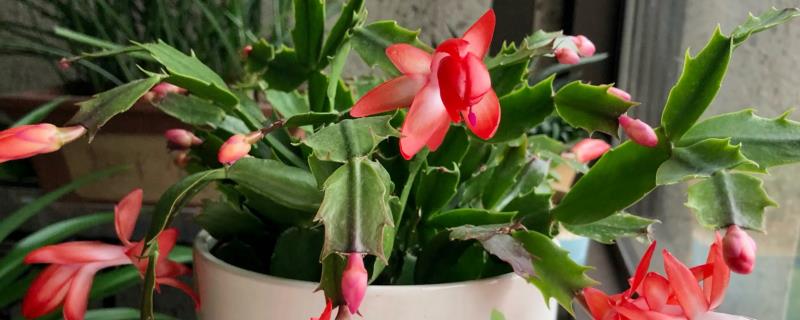 蟹爪兰可以放在卧室吗，卧室的环境适合它的成长