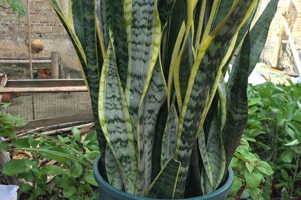 虎皮兰烂根的原因，可能是浇水过多或过量施肥等