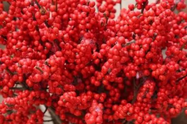 北美冬青的花语，寓意顽强的生命、长寿、幸福等