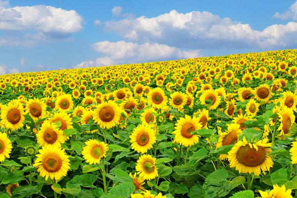 夏天开的有什么花，常见的有茉莉花、桔梗和向日葵等