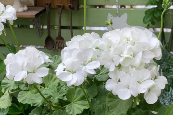 天竺葵有多少种颜色，有红色、白色、粉色、紫色等