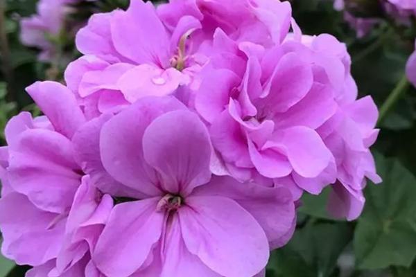 天竺葵有多少种颜色，有红色、白色、粉色、紫色等