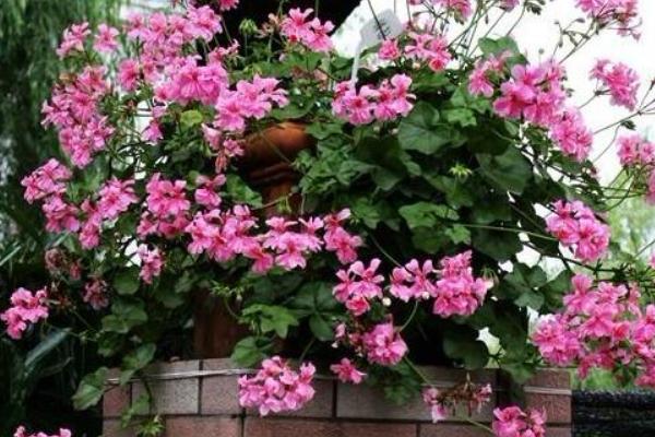 天竺葵有多少种颜色，有红色、白色、粉色、紫色等