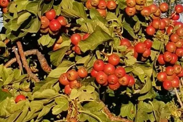 山楂树的种植条件，选择土层较为深厚、且微酸性的沙壤土种植为佳