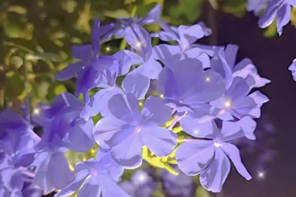 蓝雪花有几种颜色，有蓝色、红色、白色等颜色