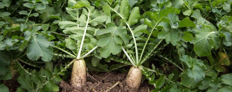 萝卜只长叶子不长萝卜是什么原因，可能是栽种密度过大或施肥不当等