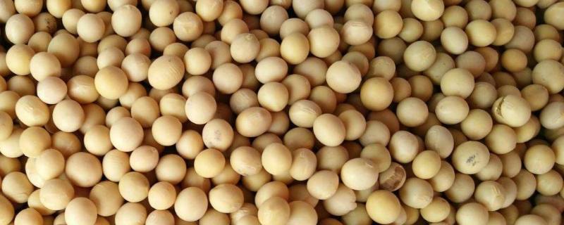 大豆与黄豆有什么区别，黄豆被包含在大豆中