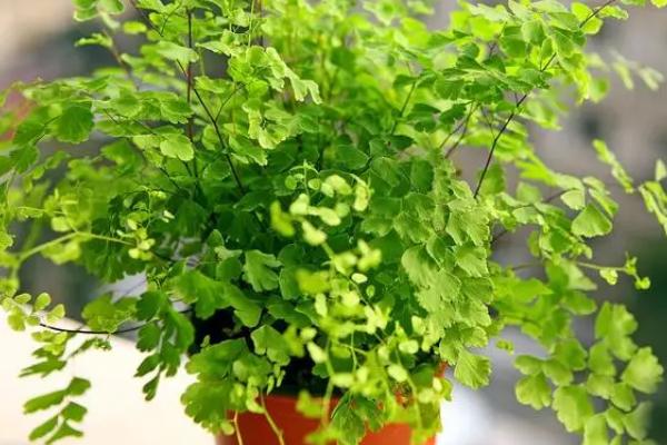 铁线蕨的养殖方法，微酸性的的土壤种植为佳