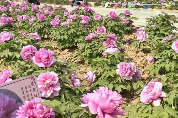 牡丹花什么时候种植，8月底种植最佳