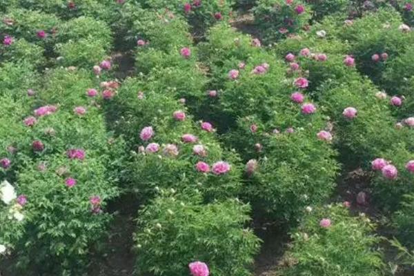 牡丹花什么时候种植，8月底种植最佳