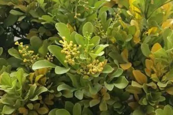 米兰叶子发黄脱落的原因，可能是土壤偏碱或浇水不当导致的