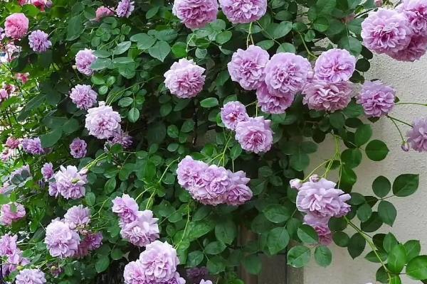 藤本蔷薇的养殖方法，生长旺期每隔20-30天追肥一次