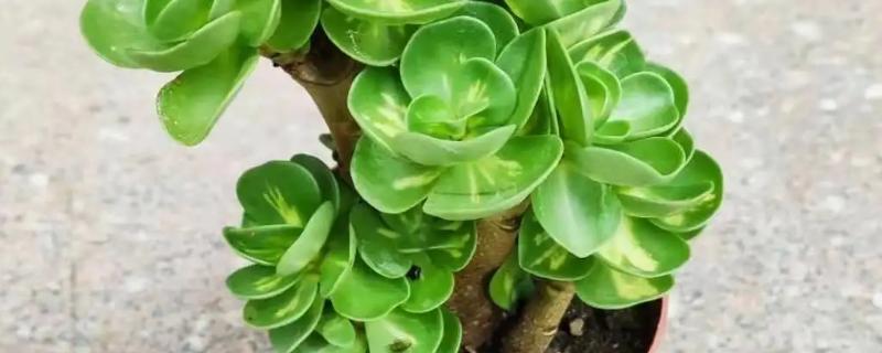 金钱木的养殖方法，需要让它晒到足够的阳光