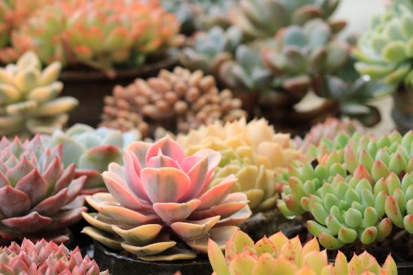 多肉被雨淋透了怎么办，应更换土壤重新栽种或提供充足的光照