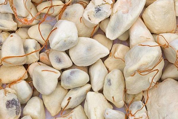 面包树的果肉含有什么，含有较多的淀粉和铁元素