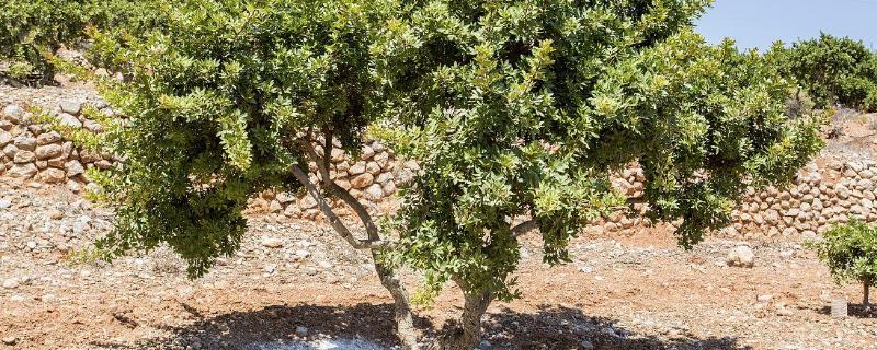 乳香树在中国有种植吗，我国以东莞栽种的品质最佳