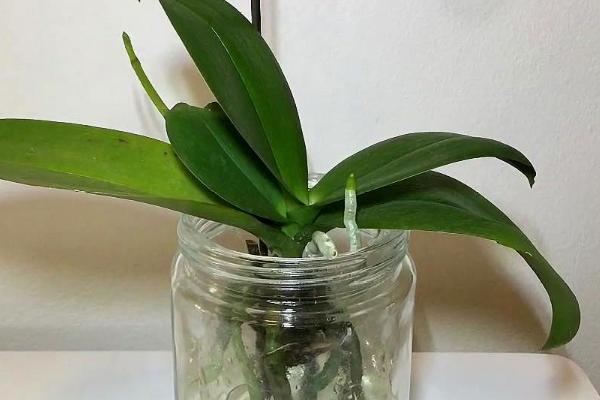 蝴蝶兰水养能开花吗，可以但需要注意做好养护管理