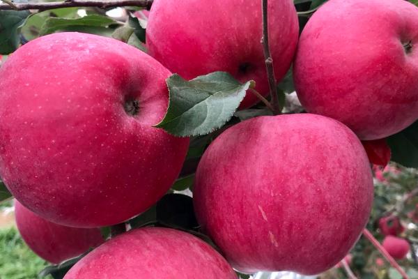 陕西苹果品种，常见的有白水苹果、长武苹果、洛川苹果等