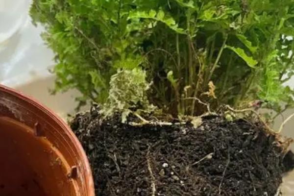 闷根怎么处理，可以立即为植株松土