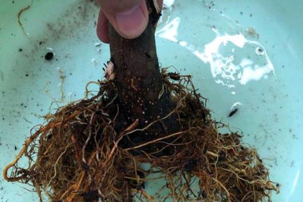 闷根怎么处理，可以立即为植株松土