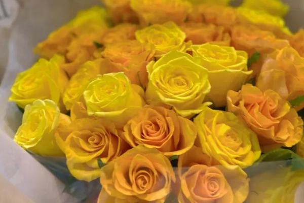 黄玫瑰的花语，寓意逝去的爱、重归于好等