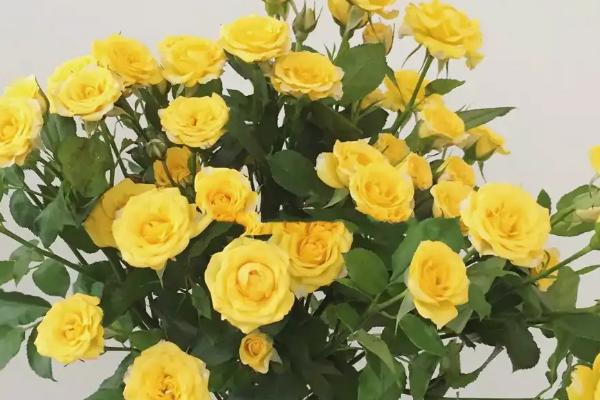 黄玫瑰的花语，寓意逝去的爱、重归于好等