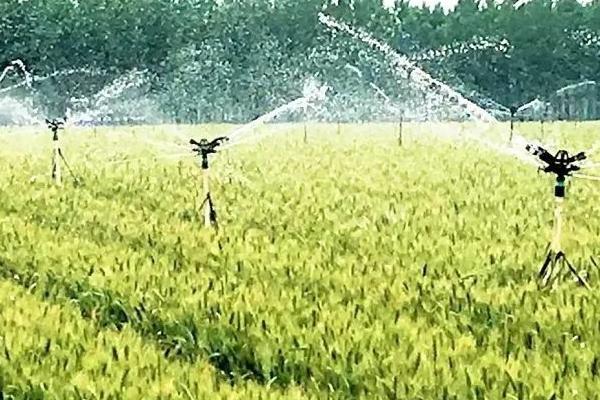 小麦的浇水间隔期，每隔3-4个月浇1次即可