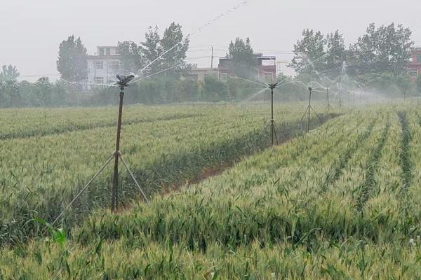 小麦的浇水间隔期，每隔3-4个月浇1次即可