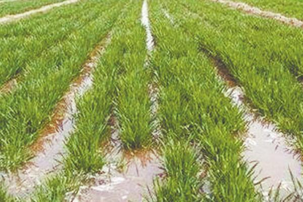 小麦的浇水间隔期，每隔3-4个月浇1次即可