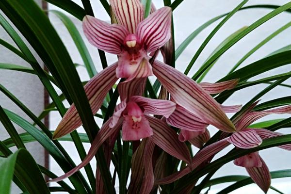 石兰花的味道，有一股浓浓的香味