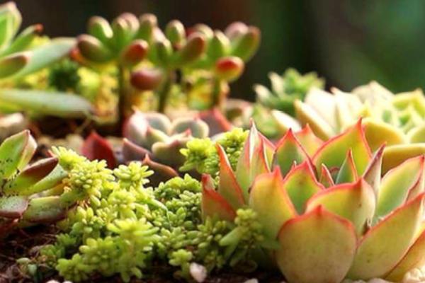 刚栽的多肉能晒太阳吗，需度过服盆期后才可以适当补充光照