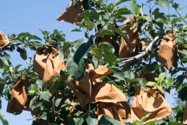 苹果的套袋时间和方法，在花谢后三十五天左右开始